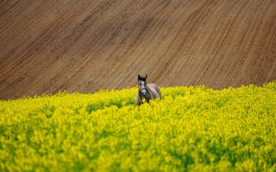 Chcąc hodować zdrowe rośliny, musimy zagwarantować im odpowiednie warunki.